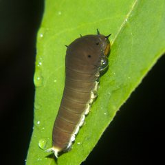 Graphium doson axion