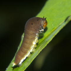 Graphium doson axion