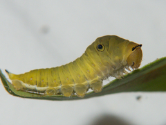 Graphium doson axion