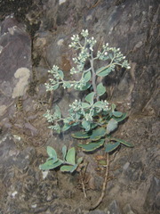 Hylotelephium telephioides