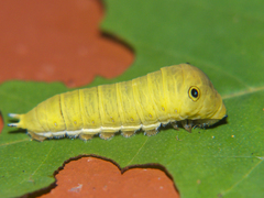 Graphium doson axion