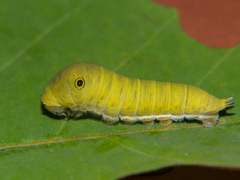 Graphium doson axion