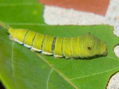 Graphium doson axion