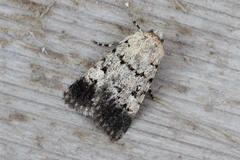 Dichagyris grisescens