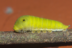 Graphium doson axion