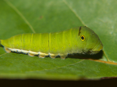 Graphium doson axion