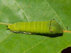 Graphium doson axion