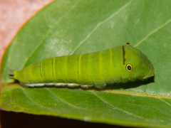 Graphium doson axion