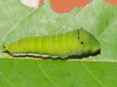 Graphium doson axion