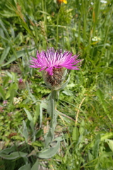 Centaurea uniflora