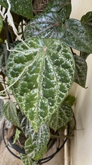 Piper crocatum