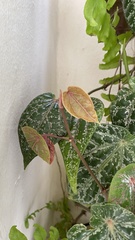 Piper crocatum