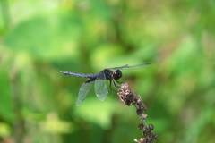 Celithemis martha