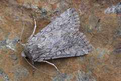 Dichagyris forcipula