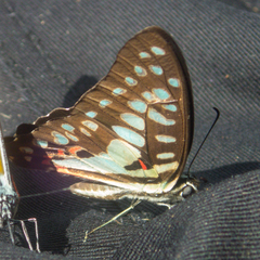 Graphium doson axion