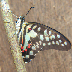 Graphium doson axion