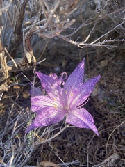 Colchicum variegatum