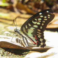 Graphium doson axion