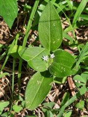 Magnoliopsida