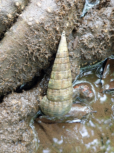 Giant Mangrove Whelk
