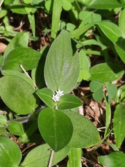 Magnoliopsida