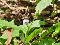 Torenia crustacea