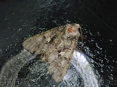 Dryobotodes intermissa