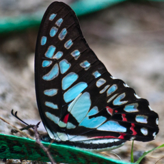 Graphium eurypylus acheron
