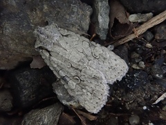 Lithophane pruinosa