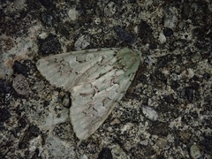 Daseochaeta viridis