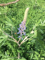 Lupinus albescens