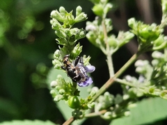 Syrphidae
