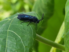 Tenthredinoidea