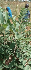 Annona senegalensis