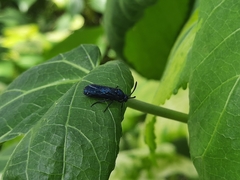 Tenthredinoidea
