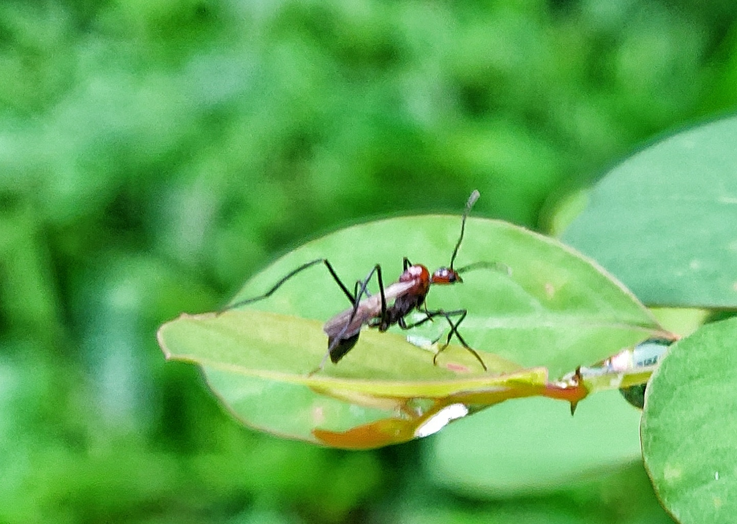 Aphaenogaster beccarii