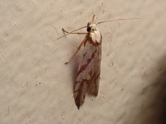 Oxythecta acceptella