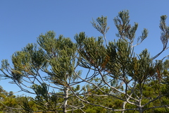 Dacrydium