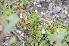 Viola kitaibeliana