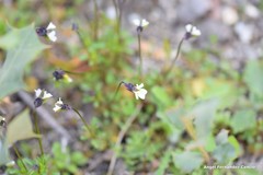 Viola kitaibeliana