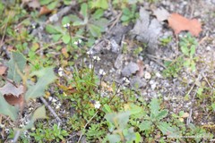 Viola kitaibeliana