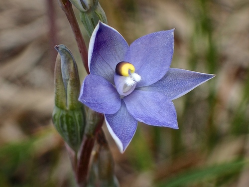 Thelymitra arenaria Lindl.