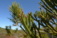 Dacrydium