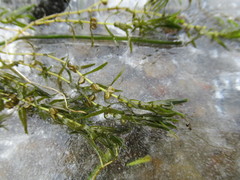 Callitriche hermaphroditica