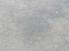 Callitriche hermaphroditica