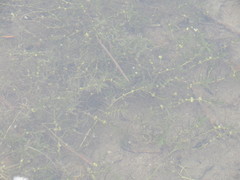 Callitriche hermaphroditica