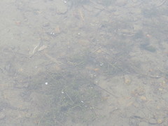 Callitriche hermaphroditica