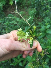 Cestrum euanthes