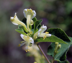 Lonicera iberica