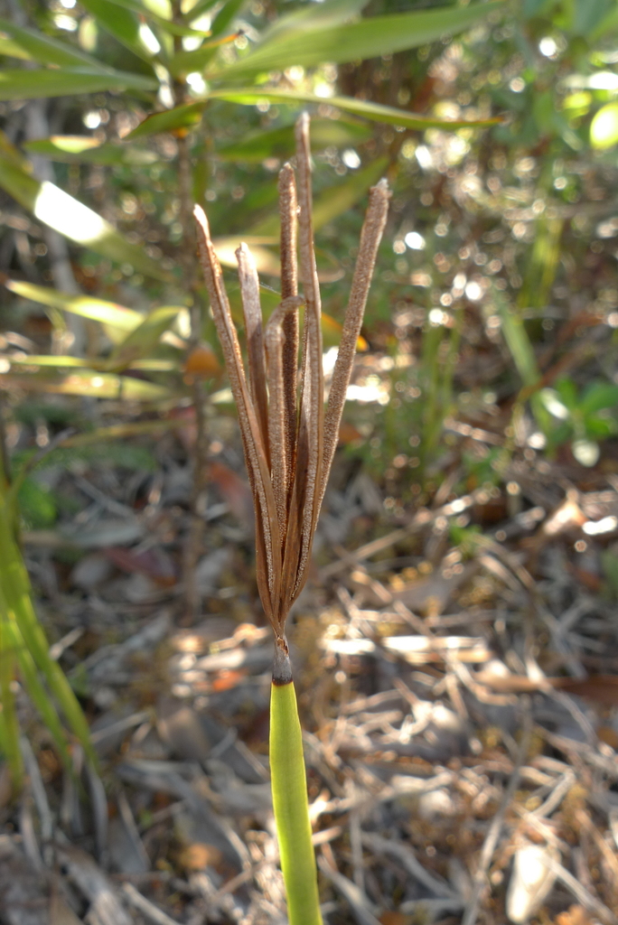Actinostachys